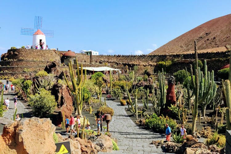 the cactus garden