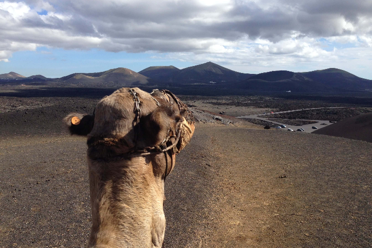 camel ride.jpg
