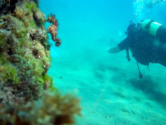 caballito de mar en playa chica buceo puerto del carmen